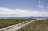 A Sunny Day in the Countryside: Dirt Road Landscape