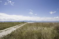 A Sunny Day in the Countryside: Dirt Road Landscape