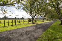 trees and fence along a dirt road on a sunny day in a pasture at the end of an orchard