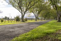 trees and fence along a dirt road on a sunny day in a pasture at the end of an orchard