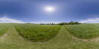 a sunny day in a field with two houses and one is out front of the camera