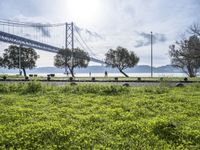 an over head view of the bay bridge and cars going on a road by the grass