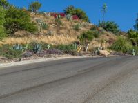 some colorful succulents on a hill with trees near by and a road