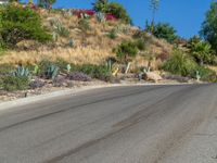 some colorful succulents on a hill with trees near by and a road