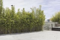 Sunny Day in Los Angeles: Exploring the Residential Area