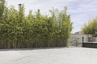 Sunny Day in Los Angeles: Exploring the Residential Area