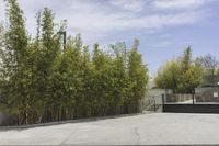 Sunny Day in Los Angeles: Exploring the Residential Area