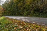 an empty country road that is next to trees and grass in the foreground with fallen leaves