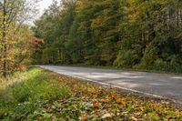 an empty country road that is next to trees and grass in the foreground with fallen leaves