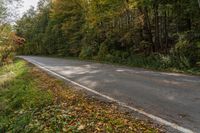 an empty country road that is next to trees and grass in the foreground with fallen leaves