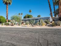 a street and trees, on a sunny day in the desert, lined with palm trees and grass