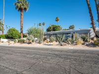 a street and trees, on a sunny day in the desert, lined with palm trees and grass