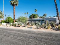 a street and trees, on a sunny day in the desert, lined with palm trees and grass