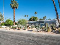 a street and trees, on a sunny day in the desert, lined with palm trees and grass