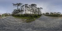 the view through a fish - eye lens showing trees and a path with stones on it