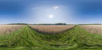 a large wide field with two lines of grass on one side of the path, and a bright sun in the distance