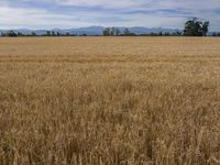 Sunny Day in a Rural Landscape: Vast Grass and Trees