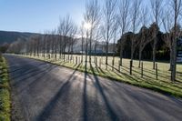 long empty paved roadway with trees and grass in sunlight flares in the background with light