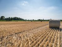 Sunny European Rural Landscape with Cornfield and Green Field in Germany