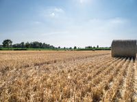 Sunny European Rural Landscape with Cornfield and Green Field in Germany