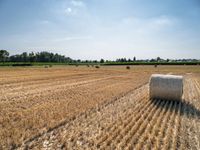 Sunny European Rural Landscape with Cornfield and Green Field in Germany