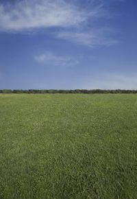 there is a field that has an area with trees in the background and some grass is in the foreground