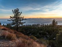 a small forest on a hill covered in cloud and some trees, with a beautiful view over a sea of fog