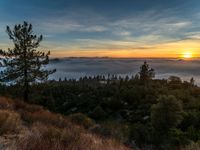 a small forest on a hill covered in cloud and some trees, with a beautiful view over a sea of fog