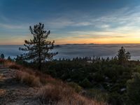 a small forest on a hill covered in cloud and some trees, with a beautiful view over a sea of fog