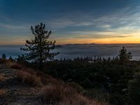 a small forest on a hill covered in cloud and some trees, with a beautiful view over a sea of fog