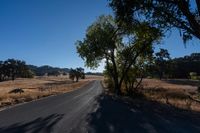 Sunny Road: A Landscape of Agriculture and Farming