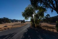 Sunny Road: A Landscape of Agriculture and Farming