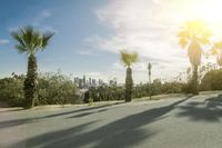 a person on a skateboard down a hill near palm trees on the road in front of a city skyline