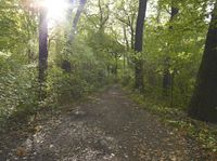 the sun is shining through the trees in the woods on a path in the middle of the woods