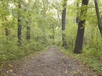 the sun is shining through the trees in the woods on a path in the middle of the woods