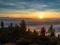 the sun rises through the clouds over pine trees on a mountain above the clouds is fog and mist in the valleys below