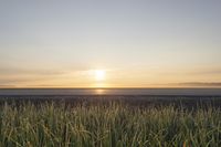 Sunrise over Kettle Creek Field in Canada