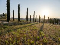 Sunrise on a Rural Road in Tuscany, Italy