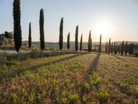 Sunrise on a Rural Road in Tuscany, Italy