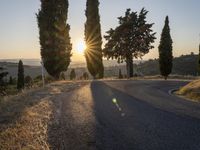 road with several trees near a hill at sunset time with sun flares through the horizon