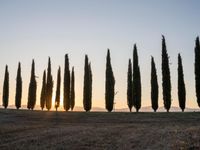 the sun setting on the hills as cypress trees line a field in the background, with the sun rising through the horizon