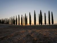 the sun setting on the hills as cypress trees line a field in the background, with the sun rising through the horizon