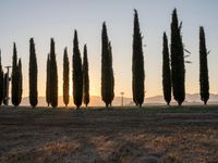 the sun setting on the hills as cypress trees line a field in the background, with the sun rising through the horizon