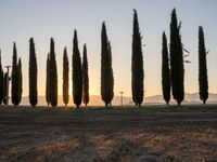 the sun setting on the hills as cypress trees line a field in the background, with the sun rising through the horizon