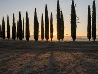 the sun setting on the hills as cypress trees line a field in the background, with the sun rising through the horizon