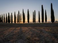 the sun setting on the hills as cypress trees line a field in the background, with the sun rising through the horizon