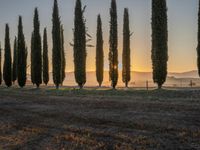 the sun setting on the hills as cypress trees line a field in the background, with the sun rising through the horizon