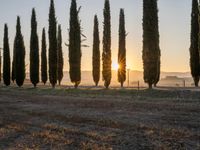 the sun setting on the hills as cypress trees line a field in the background, with the sun rising through the horizon