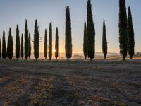 the sun setting on the hills as cypress trees line a field in the background, with the sun rising through the horizon