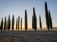 the sun setting on the hills as cypress trees line a field in the background, with the sun rising through the horizon